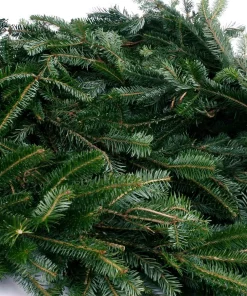 Christmas Greenery VAN ZYVERDEN 12 Ft. Live Fresh Cut Blue Ridge Mountain Fraser Fir Coil Holiday Garland -Christmas Tree Decorations Shop christmas garland 87449 1f 1000