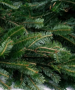 Christmas Greenery VAN ZYVERDEN 25 Ft. Live Fresh Cut Blue Ridge Mountain Fraser Fir Coil Holiday Garland -Christmas Tree Decorations Shop christmas garland 87550 4f 1000