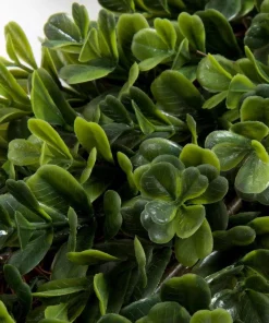 Christmas Greenery Pure Garden 16.5 In. Square Boxwood Wreath -Christmas Tree Decorations Shop pure garden christmas wreaths m150013 4f 1000