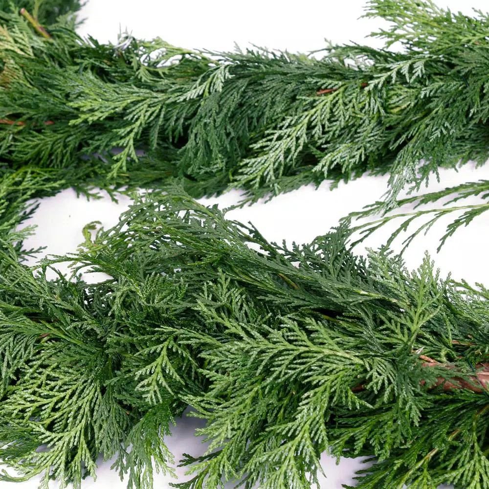 Christmas Greenery VAN ZYVERDEN 10 Ft. Live Fresh Cut Pacific Northwest Cedar Mix Coil Garland 4 Christmas Greenery VAN ZYVERDEN 10 Ft. Live Fresh Cut Pacific Northwest Cedar Mix Coil Garland - Image 4