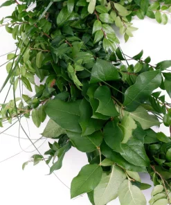 Christmas Greenery VAN ZYVERDEN 6 Ft. Live Fresh Cut Pacific Northwest Deluxe Special Event Garland Mix Coil Runner -Christmas Tree Decorations Shop van zyverden christmas garland 87431 1f 1000