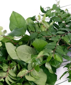 Christmas Greenery VAN ZYVERDEN 6 Ft. Live Fresh Cut Pacific Northwest Deluxe Special Event Garland Mix Coil Runner -Christmas Tree Decorations Shop van zyverden christmas garland 87431 44 1000