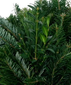 Christmas Greenery VAN ZYVERDEN 24 In. Live Fresh Cut Blue Ridge Mountain Mixed Christmas Wreath With Bow -Christmas Tree Decorations Shop van zyverden christmas wreaths 87448 4f 1000