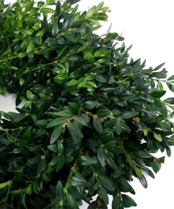 Christmas Greenery VAN ZYVERDEN 12 In. Live Fresh Cut Blue Ridge Mountain Box Wood Window Christmas Wreath -Christmas Tree Decorations Shop van zyverden christmas wreaths 87551 1f 1000