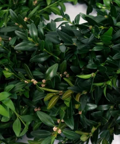 Christmas Greenery VAN ZYVERDEN 12 In. Live Fresh Cut Blue Ridge Mountain Box Wood Window Christmas Wreath -Christmas Tree Decorations Shop van zyverden christmas wreaths 87551 4f 1000