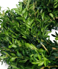 Christmas Greenery VAN ZYVERDEN 22 In. Live Fresh Cut Blue Ridge Mountain Box Wood Christmas Wreath -Christmas Tree Decorations Shop van zyverden christmas wreaths 87552 1f 1000