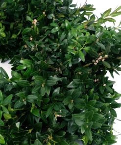 Christmas Greenery VAN ZYVERDEN 22 In. Live Fresh Cut Blue Ridge Mountain Box Wood Christmas Wreath -Christmas Tree Decorations Shop van zyverden christmas wreaths 87552 4f 1000